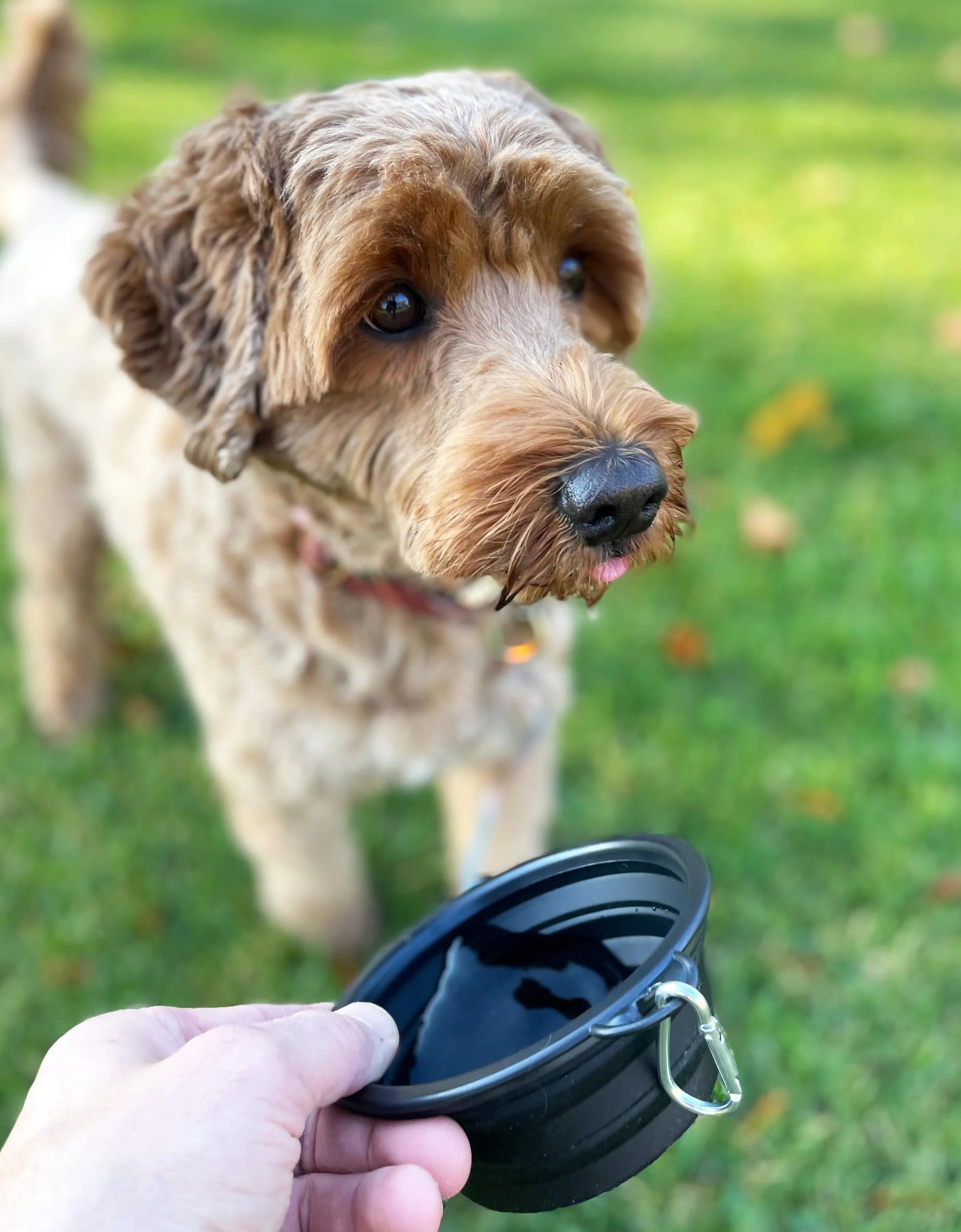Collapsible Dog Bowl
