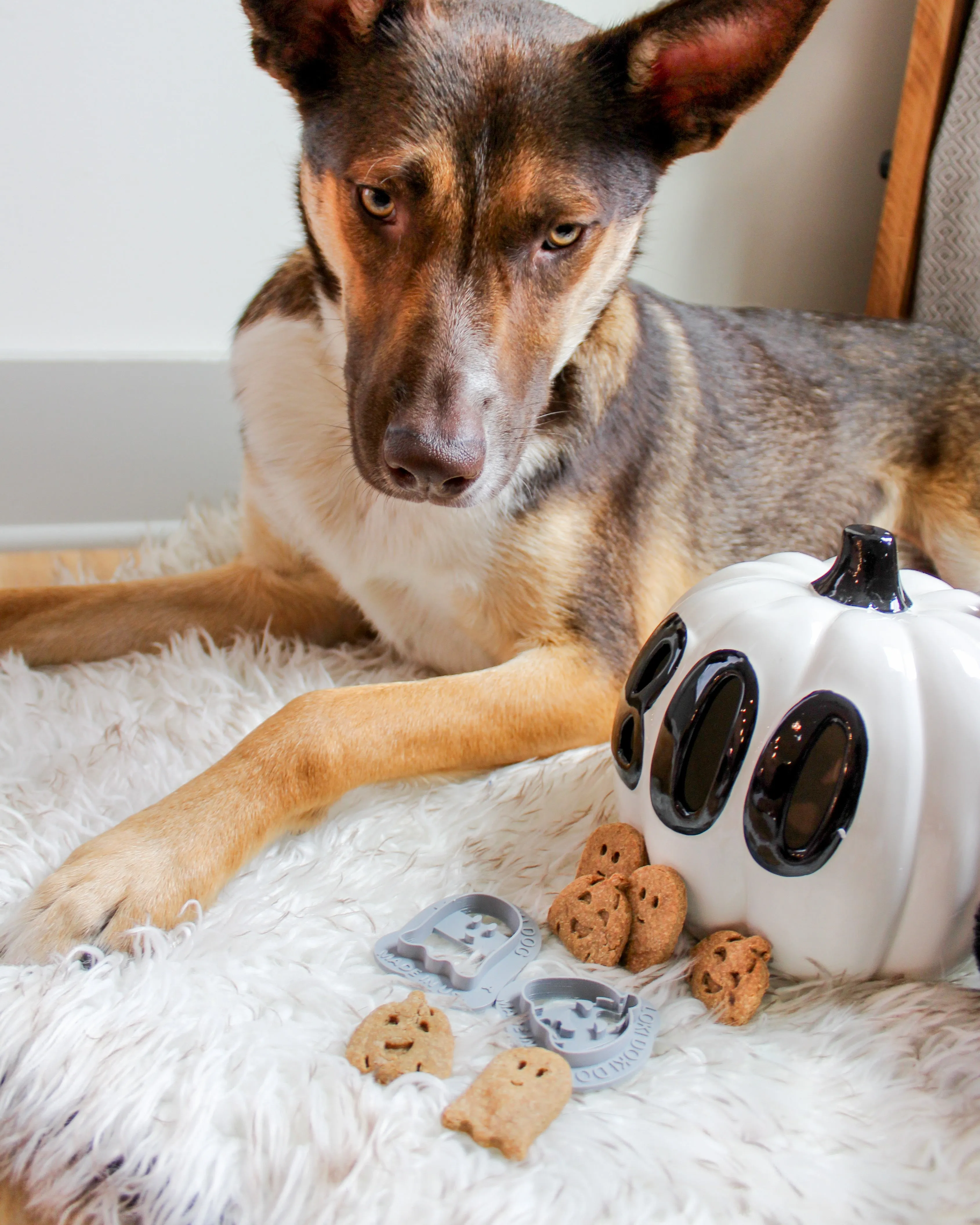 Happy Gourd - Halloween Dog Biscuit Cookie Cutter