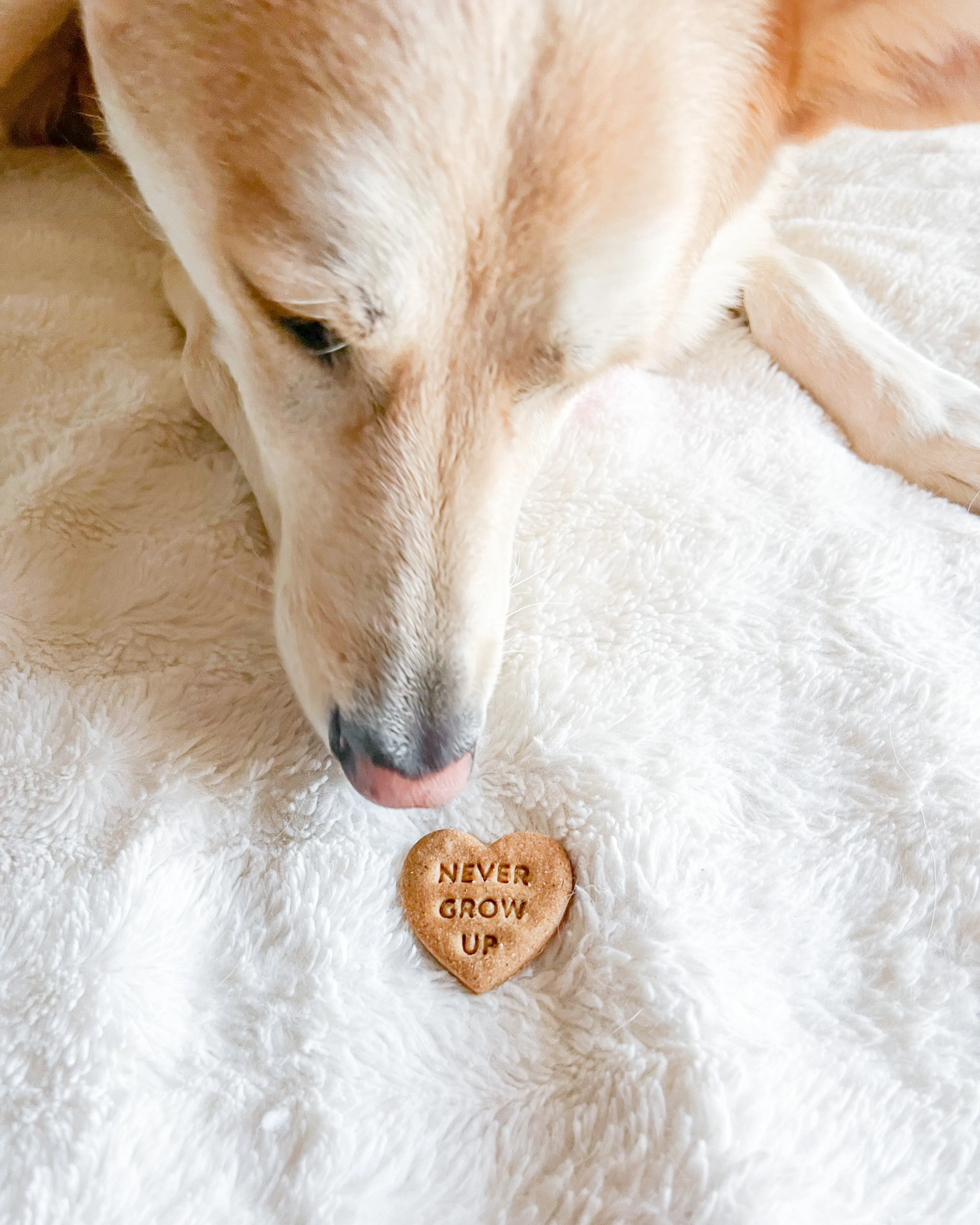 Swiftie Inspired Conversation Hearts - Dog Biscuit Cookie Cutters
