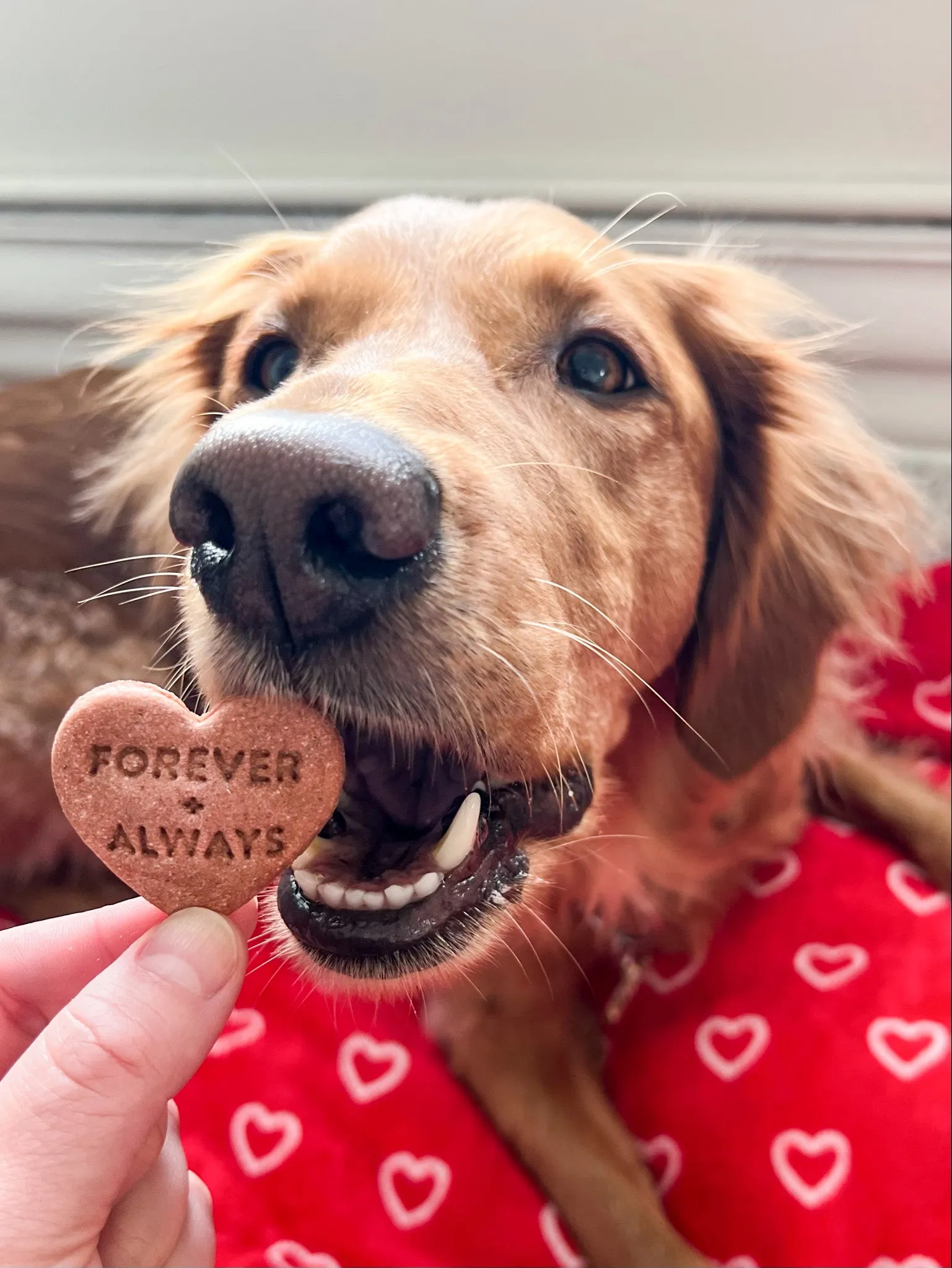Swiftie Inspired Conversation Hearts - Dog Biscuit Cookie Cutters