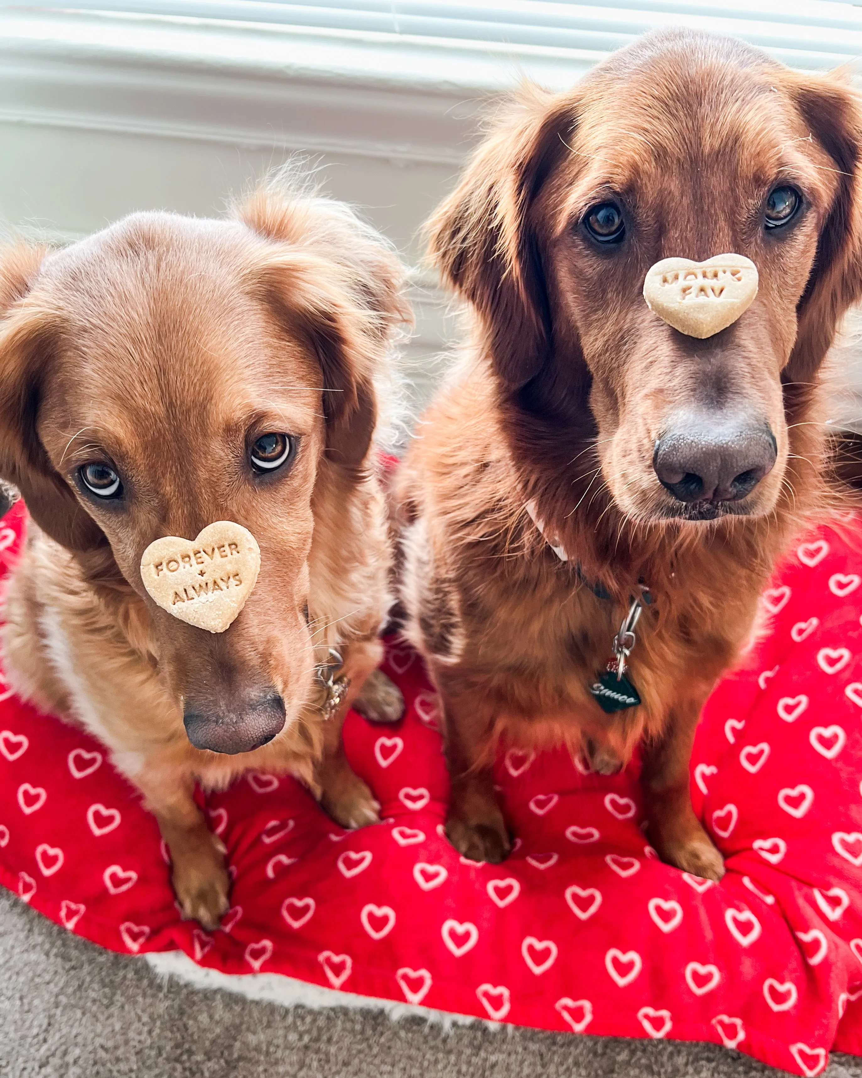 Swiftie Inspired Conversation Hearts - Dog Biscuit Cookie Cutters